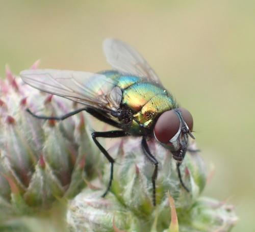 Réf. 274 414 : Neomyia viridescens